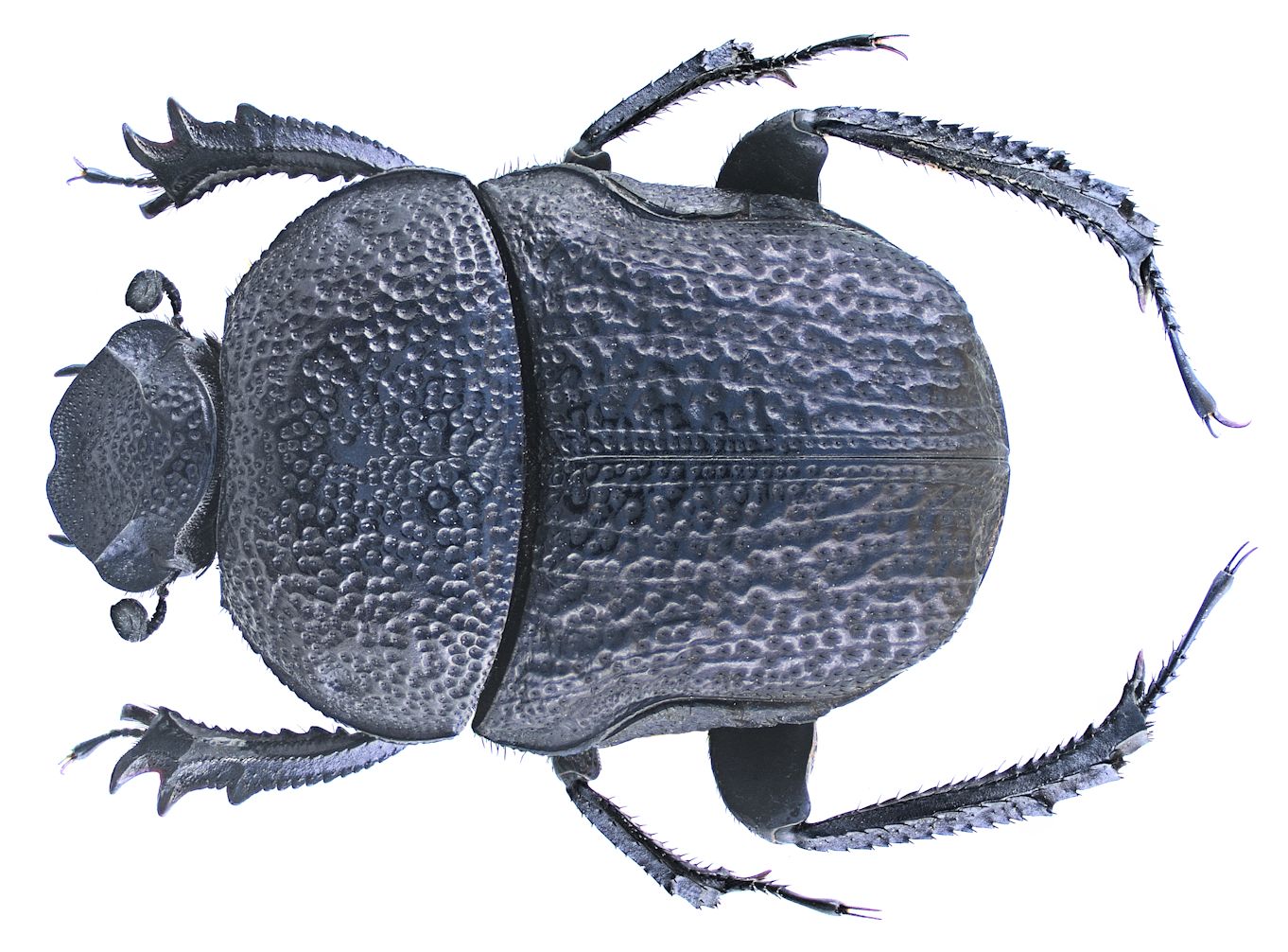 Gymnopleurus flagellatus serratus